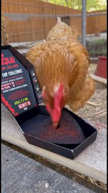 Pecked the chip once and the chip pecked back 😳 #chickens #chickencoop #sora