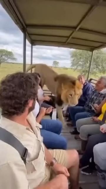 🦁A lion jumps into a safari car...🛻

🎬This work was created using AI video generation tools, based on the script, structure, and direction of Sakura Studio.

#sora #sora2 #funnyanimation #aianimals#cuteanimals #ai #funnycat #aicat #ai猫 #ai動物