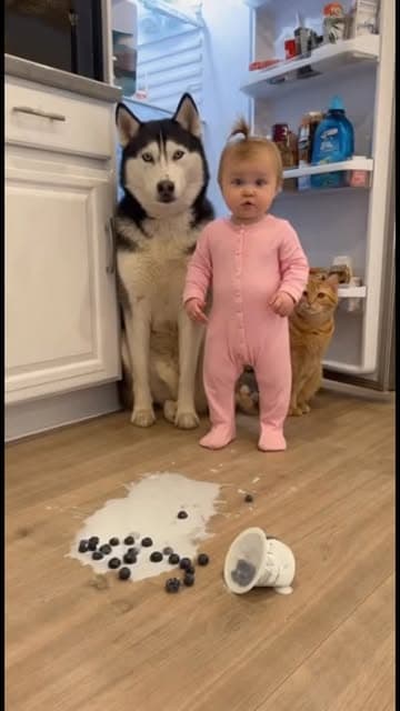 Be honest... would you be mad or just start laughing?
Who do you think started this mess the baby, the husky, or the cat?👶🐶🐱🤣#ai #animal #foryou #trendingnow #sora #catvideos #funnybaby