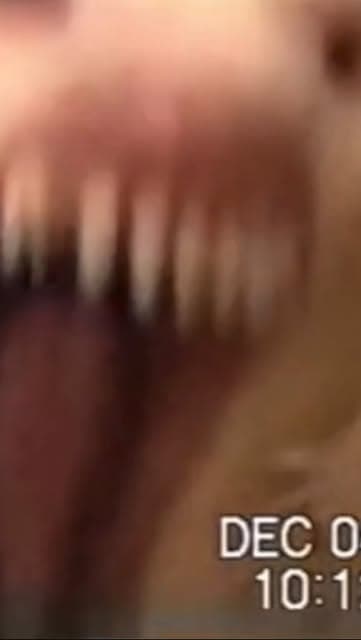 there’s something wrong with the dog… #aihorror #horror #sora #analoghorror #voidlundin