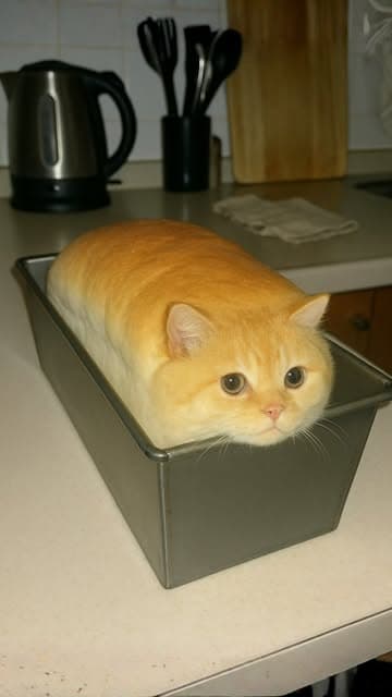 Bread Cat 🐾🍞
#cat #kitten #klingai