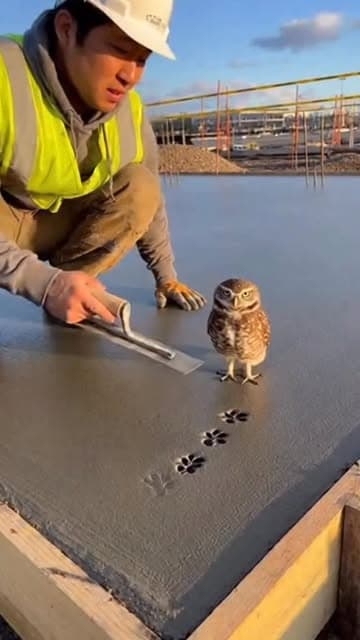 コンクリート打設中に現れた現場監督🦉👷‍♂️😂✨
#animals #cute #owl #lapan #construction @chiero_piero