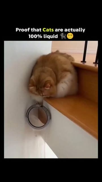 Page for sell @innovate.oi ✨

The post features an incredibly satisfying 6-second clip where a ginger cat discovers a completely unexpected way to move around the house. The video shows the cat slipping into a custom-built, transparent plastic tube mounted along the staircase. Instead of jumping or walking, it smoothly slides down the curved tube with a perfect, liquid-like motion—an adorable real-life example of the famous “liquid cat” phenomenon. Watching the cat glide effortlessly through the