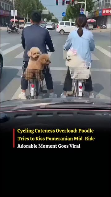 A delightful video is winning hearts online as two cyclists ride along with their adorable pet dogs sitting comfortably in baskets. The scene instantly grabs attention, blending cuteness with a calm and joyful street moment.

What makes the clip truly special is when a playful poodle leans forward from one cycle, trying to kiss a Pomeranian sitting in the other basket. The innocent gesture looks incredibly sweet and has left viewers smiling.

Both dogs seem to be enjoying the ride to the fullest