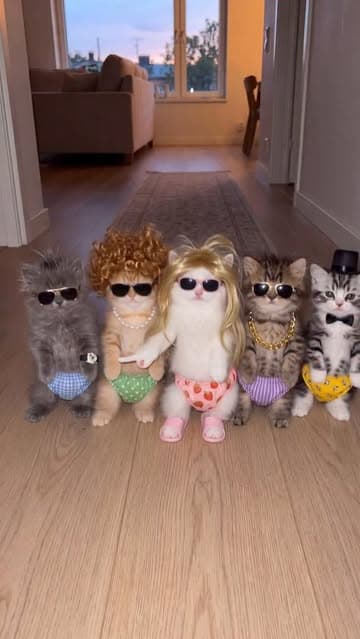 Cats have their own style 🐈😻 Which cat style did you like the most? Let us know in the comments.

#cat #cats_of_instagram #catlover #gato #parati