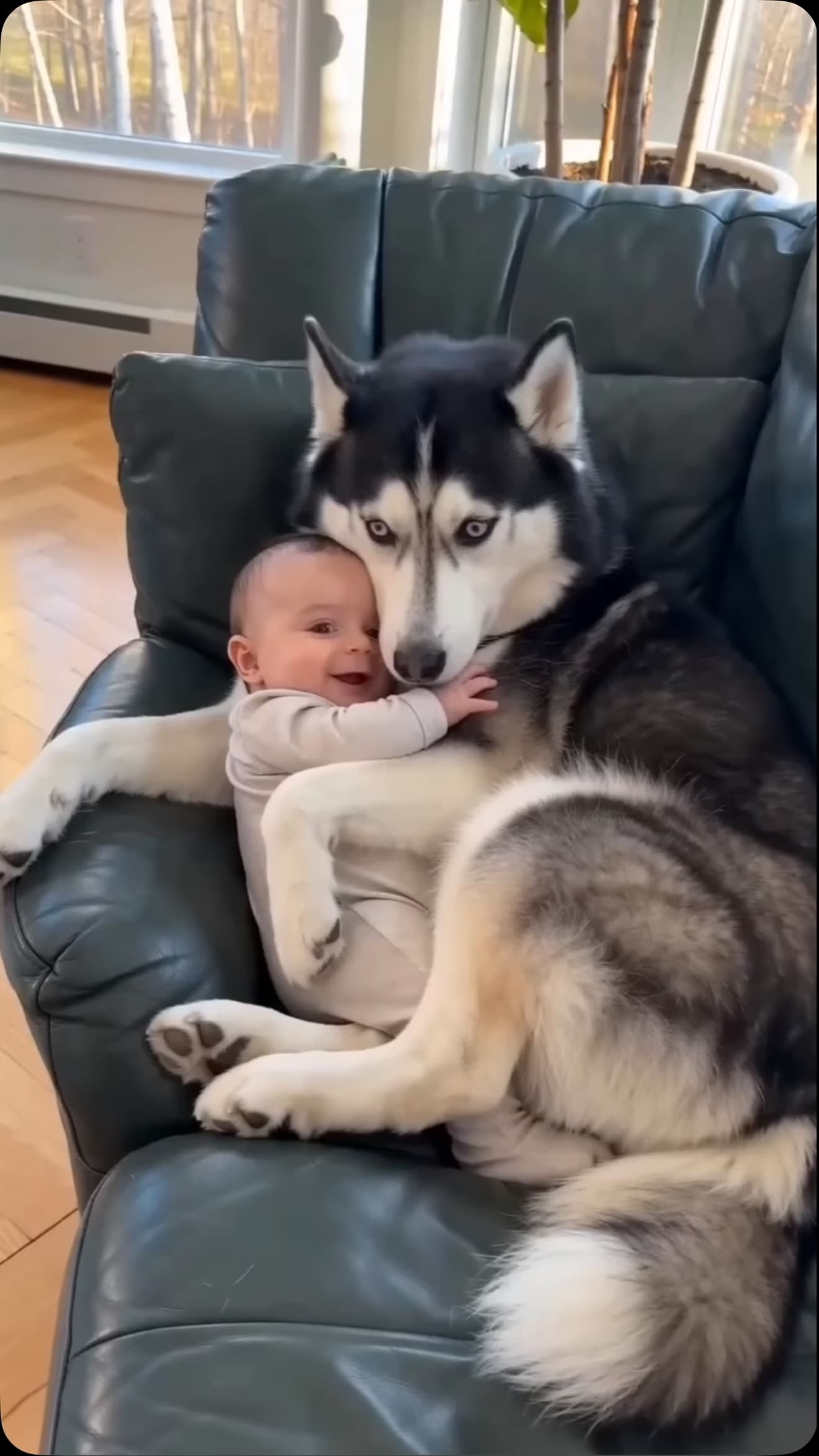 #Dogs  #fypシ゚viralシ #sheldonthedramaking #husky #viralpost