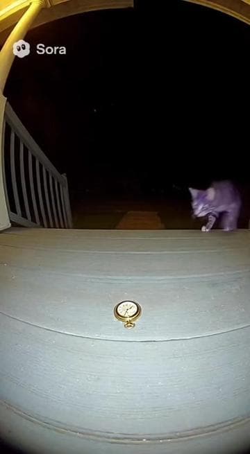 What if I make my own Path? 🐈‍⬛🎩 #sora #aivideos #cheshirecat #allroadsleadtorome #meme 