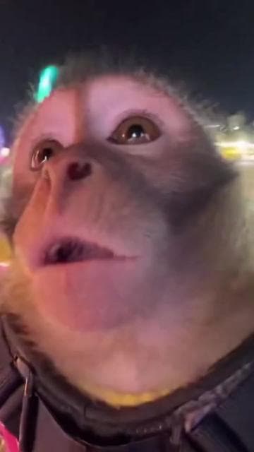 😂😂 . #sora #ai #soraai #fyp #monkey 