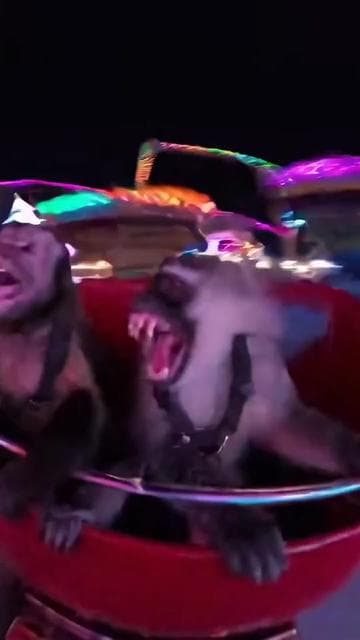 😂😂 . #sora #ai #soraai #fyp #monkey 