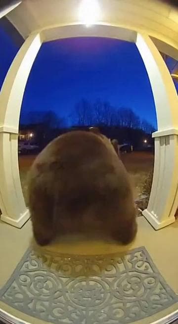 Caught this on my ring camera 😭 (song: ilyTOMMY - pretty ho3) #ilytommy #rap #animals #ai #tiktok