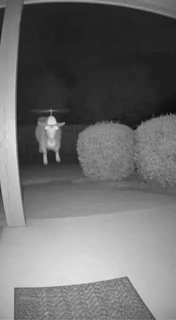 OMG😂🐐 #recommendations #ai #sora #fyp #goat🐐 