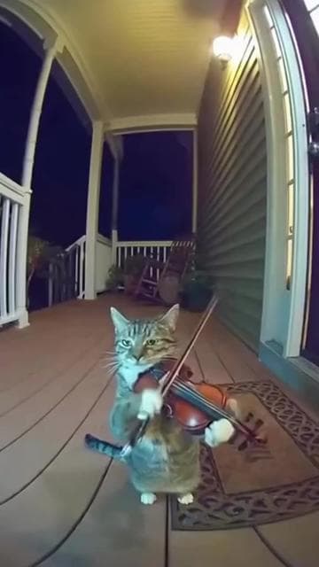 AI has officially turned midnight meowing into a full-blown concert. Thanks to OpenAI’s Sora 2, the internet is going crazy over hyper-realistic clips of a cat performing outside its owner’s door — switching from drums to guitar to piano like a furry one-cat band determined to get attention. What started as a funny idea has become a viral showcase of how far AI video generation has come. Sora 2 can now recreate cinematic lighting, realistic instrument motion, and adorable animal expressions — al