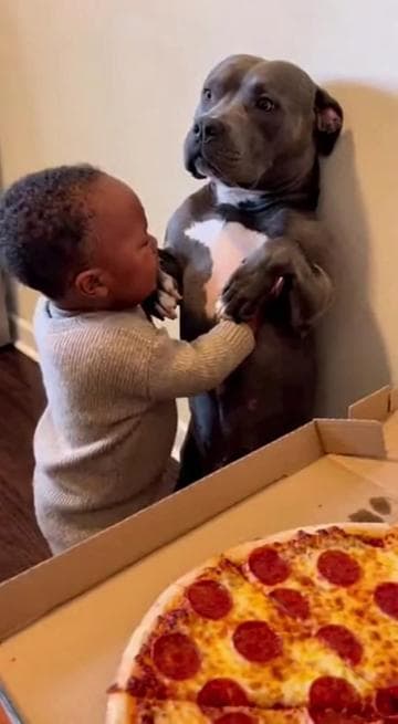 Pitbull got cooked😂😂#sora #soraai #funnyvideos #trending #ai 