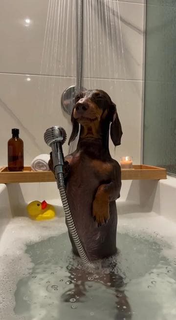 Shower thoughts 🦴 Remix credit goes to cosmic-skye on sora! Thank you!  . #dachshund #dog #dogsoftiktok #aivideos #sora 