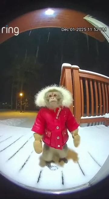 ##monkey #ai #sora #doorbellcamera 