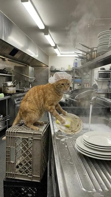 #kreadul 🐈🧽 #cat #ai 