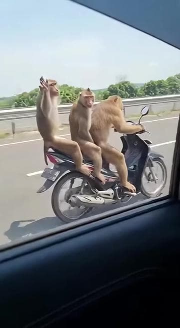 Monyet ini bawa motor dijalan tol #aivideo #aiviral #aigenerated #sora #soraai #sora2 #videolucu #monyetlucu #monyetviral