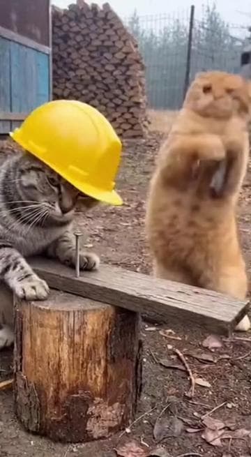 That’s not the nail 😭😭😭 ai cat working #funnycats #ai #fyp #catai #viral #aivideo #viralvideo #FunnyPets