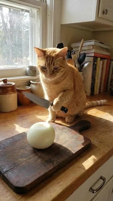 #kreadul 🐈🧅 #cat #ai 