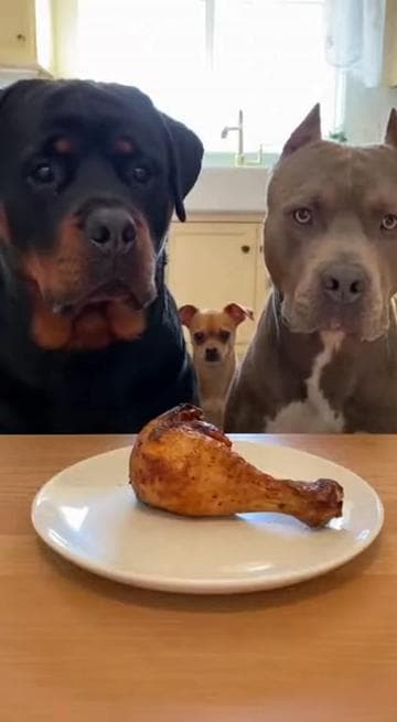 Why are small dogs like this?? 😭🐶💀”#rottweiler #viral #animals #funny #aivideo 