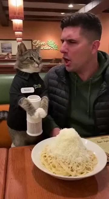 Olive Garden #ai #sora #fyp #funny #cat