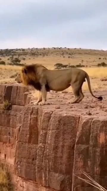 #ai  #animals  #wildlife  #storytelling  #fyp 