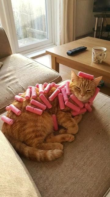 #kreadul 🐈🐩 #cat #ai 