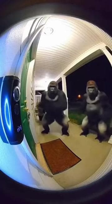 uy #ai #aivideo #sora #meme #monkey