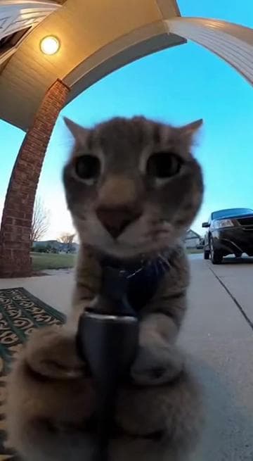 This Cat was Vaping🤣😱 #fyp #viral #ai #cat #sora 