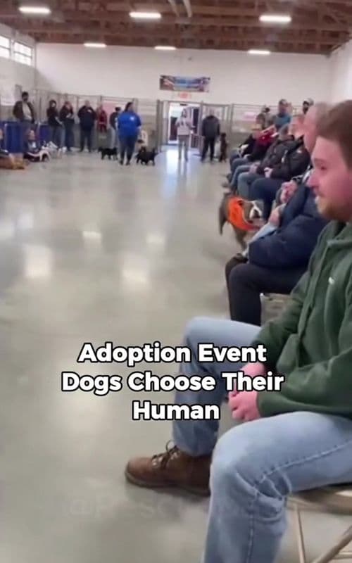 Shelter dog chose them & stole hearts 😭#dog #shelterdog #emotional #faithinhumanity #pets #fyp 