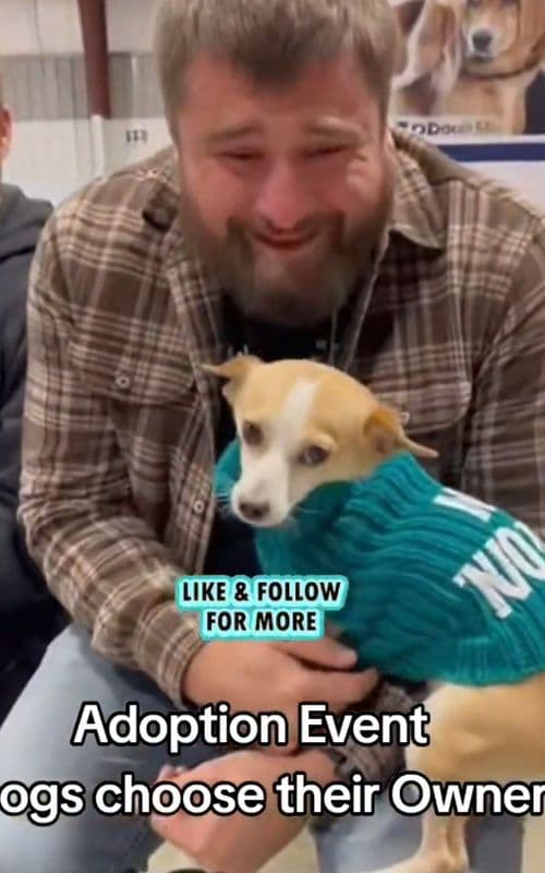 Adoption Event was successful! Dogs chose their new owners 🐾#shelterdog #adoptme #pets #reunion 